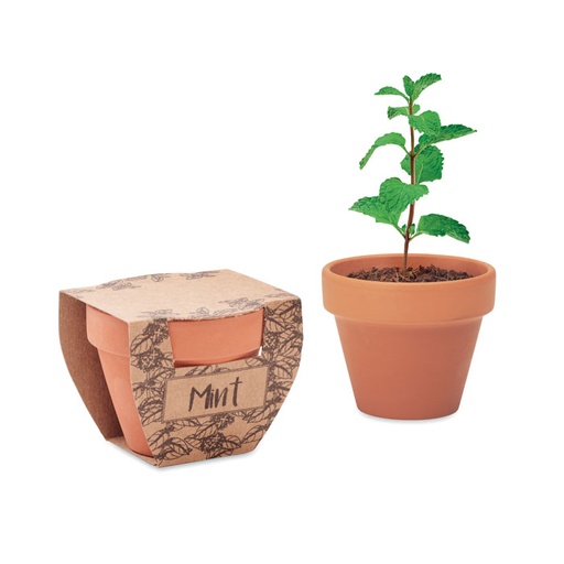 [MO2218-40] Terracotta Pot Mint Seeds