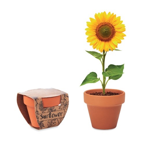 [MO6147-40] Terracotta Pot 'Sunflower'