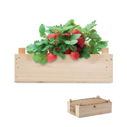 [MO6506-40] Strawberry Kit In Wooden Crate